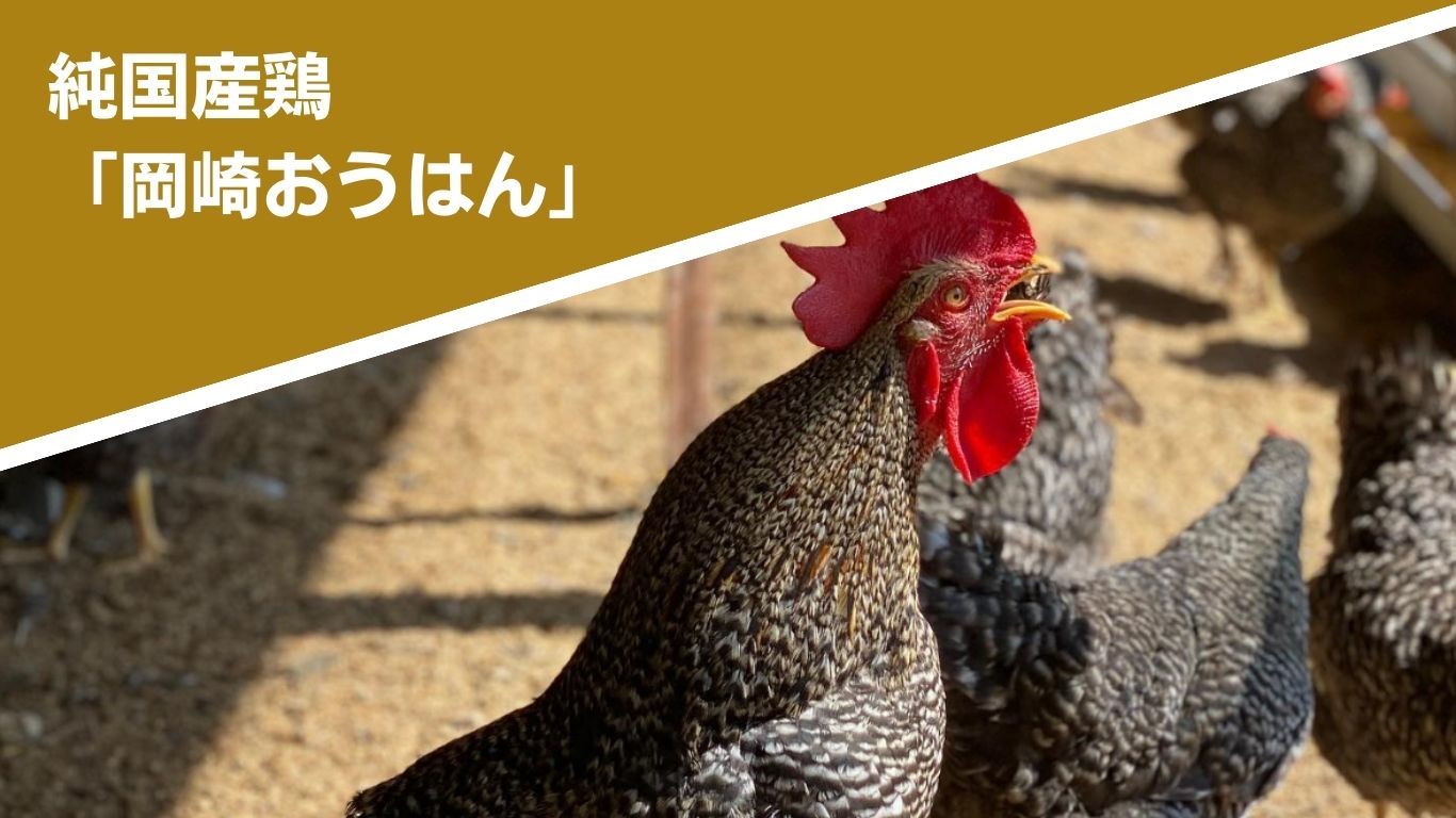 Peak Protein Eggs｜安心の純国産鶏卵